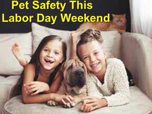 Read more about the article Pet Safety: Top This Labor Day Weekend Tips