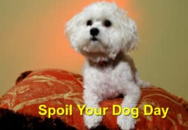Spoil your Dog Day