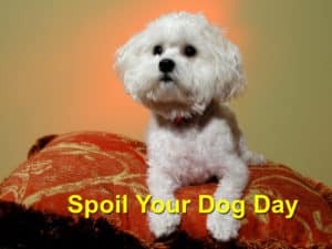 Read more about the article Spoil your Dog Day