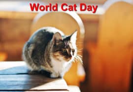 World Cat Day