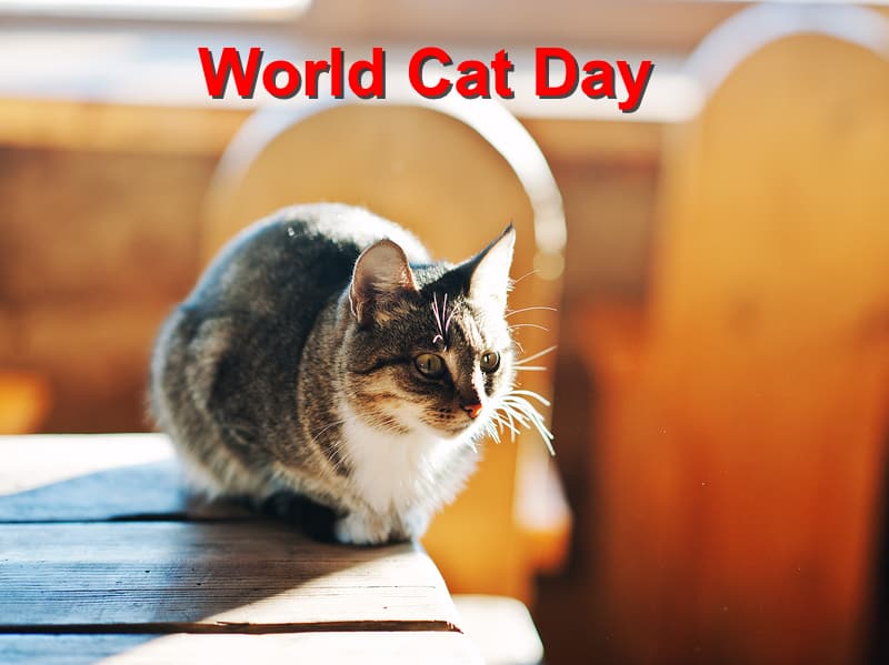 World Cat Day Local Value Veterinary