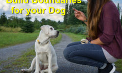 Build Boundaries for your Dog