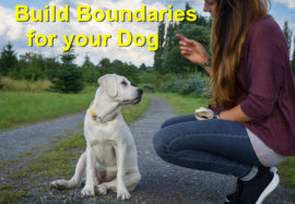 Build Boundaries for your Dog