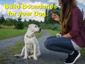 Read more about the article Build Boundaries for your Dog