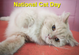 National Cat Day