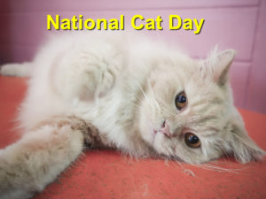 Read more about the article National Cat Day