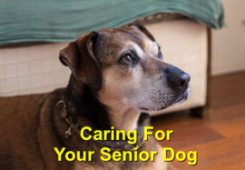 Caring for Your Senior Dog