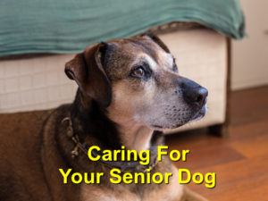 Read more about the article Caring for Your Senior Dog