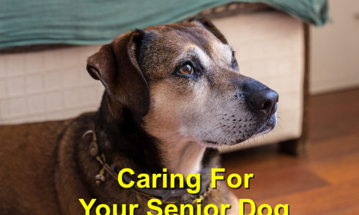 Caring for Your Senior Dog