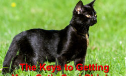 The Keys to Getting Your Cat’s Coat Shining