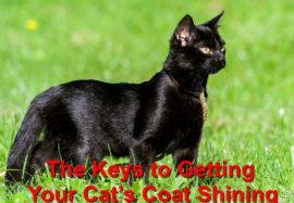 The Keys to Getting Your Cat’s Coat Shining
