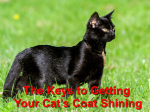 Read more about the article The Keys to Getting Your Cat’s Coat Shining