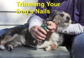 Trimming Your Dog’s Nails