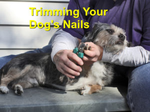 Read more about the article Trimming Your Dog’s Nails