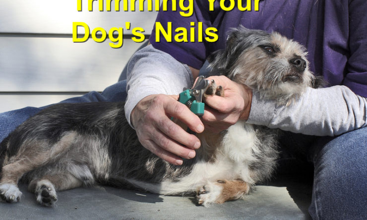 Trimming Your Dog’s Nails