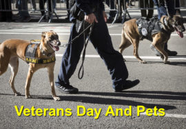 Veterans Day And Pets