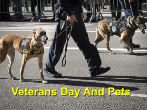 Read more about the article Veterans Day And Pets