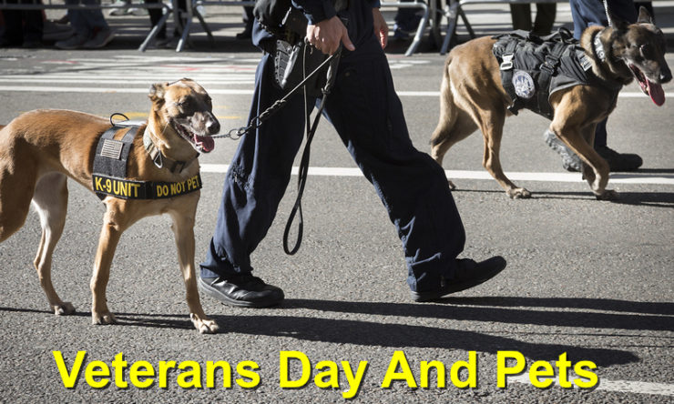 Veterans Day And Pets