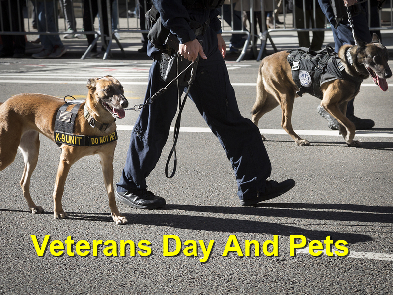 Read more about the article Veterans Day And Pets