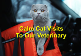 4 Ways To Calm Your Cat During A Visit to the Vet