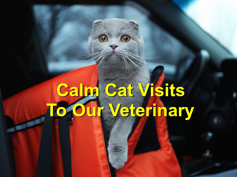 Read more about the article 4 Ways To Calm Your Cat During A Visit to the Vet