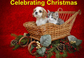 Unique Ideas For Celebrating Christmas With Your Pet