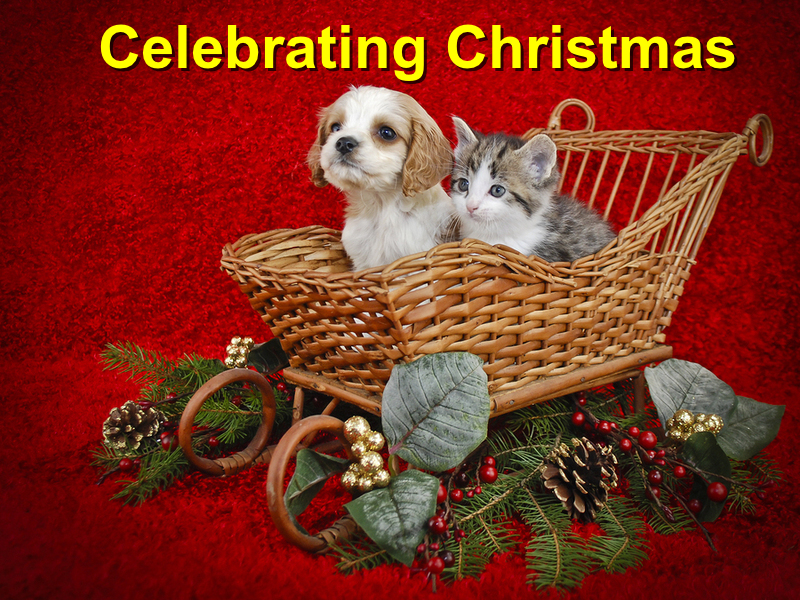 Read more about the article Unique Ideas For Celebrating Christmas With Your Pet