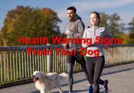 A Look at a Dog’s Common Health Warning Signs