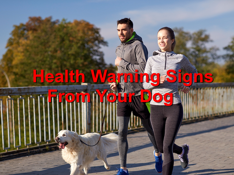 Read more about the article A Look at a Dog’s Common Health Warning Signs