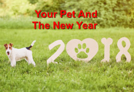 How to Celebrate the New Year with Your Pet