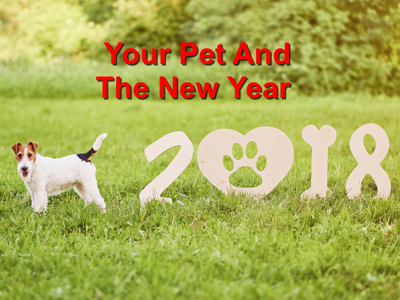 Read more about the article How to Celebrate the New Year with Your Pet