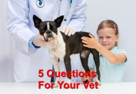 5 Important Questions For Your Vet