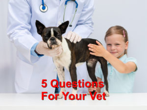 Read more about the article 5 Important Questions For Your Vet