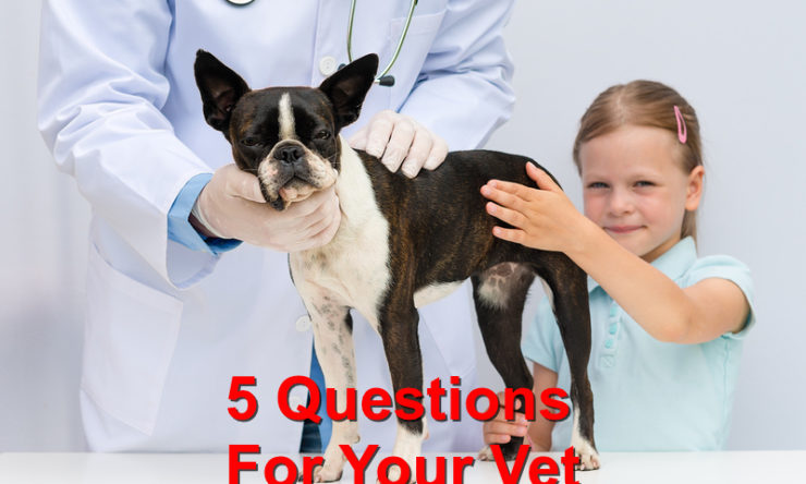 5 Important Questions For Your Vet