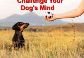 Challenge your Dog’s Mind