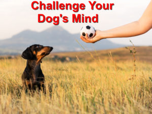 Read more about the article Challenge your Dog’s Mind