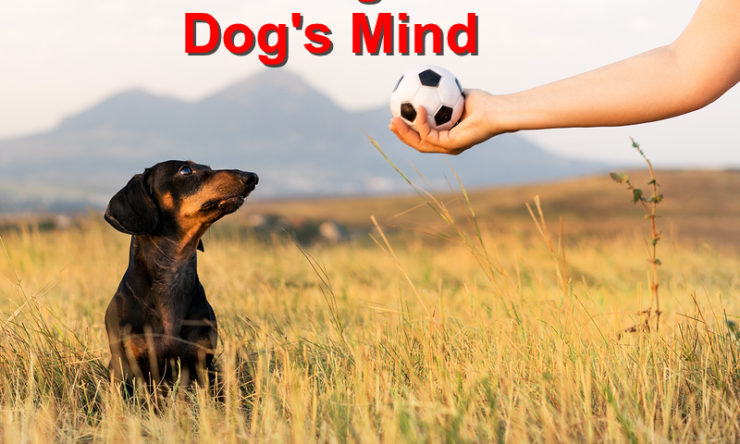 Challenge your Dog’s Mind