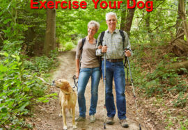 Exercise Your Dog