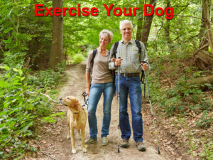 Read more about the article Exercise Your Dog