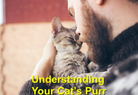 Understanding Your Cat’s Purr