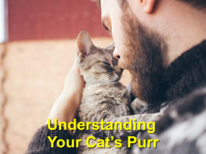 Read more about the article Understanding Your Cat’s Purr