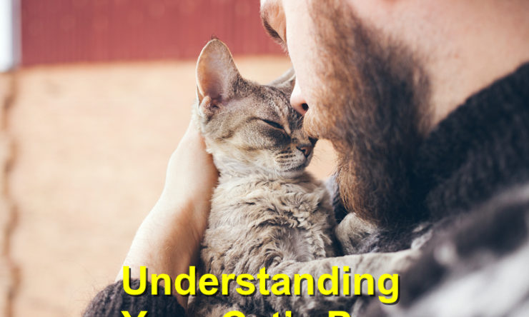 Understanding Your Cat’s Purr