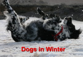 Dogs in Winter