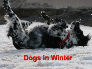 Read more about the article Dogs in Winter