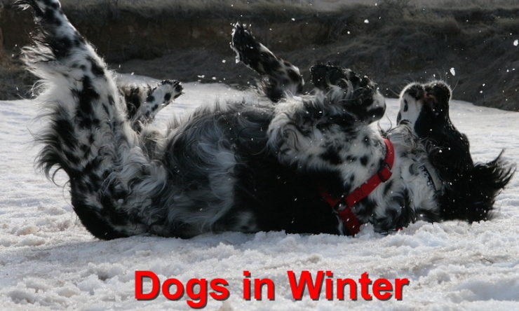 Dogs in Winter