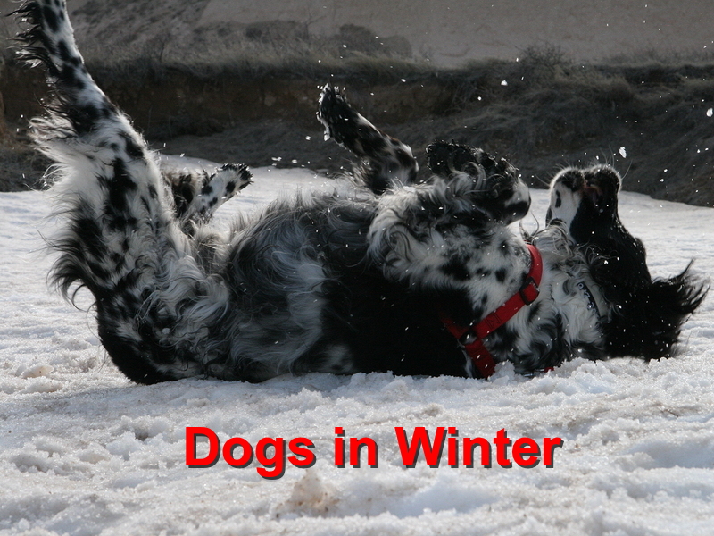 You are currently viewing Dogs in Winter