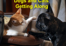 Getting Your Dog and Cat Along