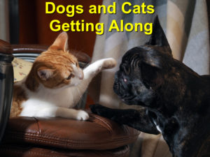 Read more about the article Getting Your Dog and Cat Along