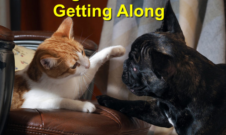 Getting Your Dog and Cat Along