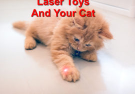 Laser Toys; Are They Good For Your Cat?